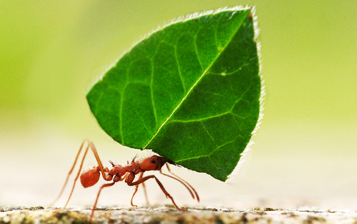 एक ले दूजी डाल-Valsad-ValsadOnline