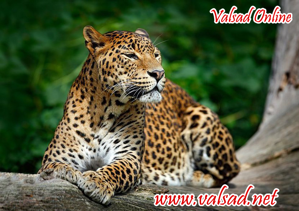 in-the-forest-of-valsad-district-the-population-of-lepords-Valsad-ValsadOnline